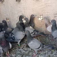 کفتر جوجه پلاکی|پرنده|شیراز, پانصد دستگاه ارتش|دیوار