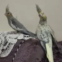 فروش عروس هلندی|پرنده|بابل, |دیوار