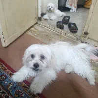 سگ پاکوتاه نر
