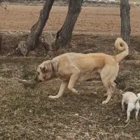 سگ ۲۰ماهه|سگ|سلطانیه, |دیوار