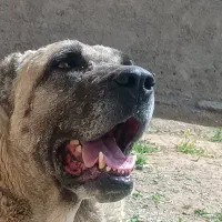 سگ.|سگ|تربت جام, جامرود|دیوار