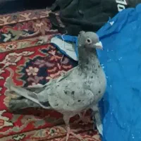 سرور دورگ کاکل