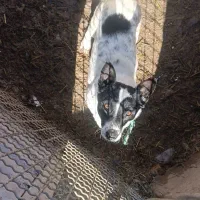 سگ پاکوتاه|سگ|بستان آباد, |دیوار