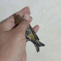 گلبسر قناری،فنچ کینگ،سهره|پرنده|کرج, حیدرآباد|دیوار