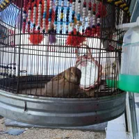 سهره خاکی درجه یک