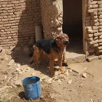سک ژرمن