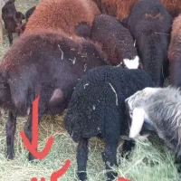 ۶راس شکم دوم آبستن۲راس بره داریکیش دوقلووباقوچ همو|حیوانات مزرعه|بناب, |دیوار