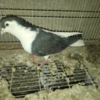 چپ سیاه وسفید