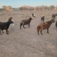 کاور|حیوانات مزرعه|تربتحیدریه, یحیی آباد|دیوار