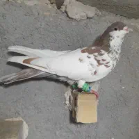 دوتا نر قلدر|پرنده|مشهد, شهید معقول|دیوار