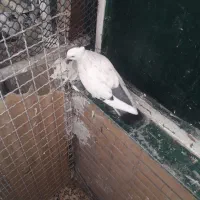 دم سیاه|پرنده|اهواز, پردیس|دیوار