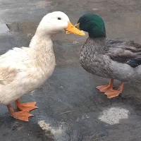 اردک|حیوانات مزرعه|تهران, منیریه|دیوار