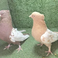 جفت سینه زرد و سرخ