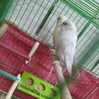 یه جفت مرغ عشق