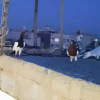 کفتر|پرنده|مشهد, کوه سنگی|دیوار