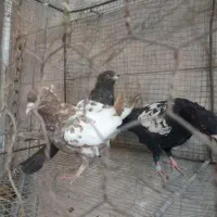 جوجه سینه|پرنده|مشهد, رده|دیوار