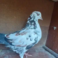 فروش کبوتر هایه پرشی|پرنده|سورک, |دیوار