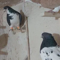 تعداد ۱۰ عدد بهبهانی