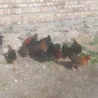 مرغ تخچه|حیوانات مزرعه|طاغنکوه, |دیوار