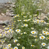 همسفر طبیعت ایران