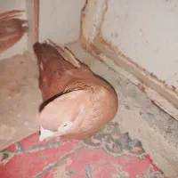 یع جفت صرب|پرنده|هندیجان, |دیوار