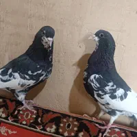 یه جفت نر ماده شهری|پرنده|شیراز, حومه شیراز|دیوار