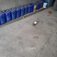 کبوتر دمسفید