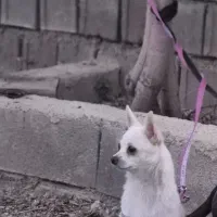 سگ پامر و داشهوند مینیاتوی