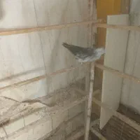 کبوتر|پرنده|رشت, چله خانه|دیوار