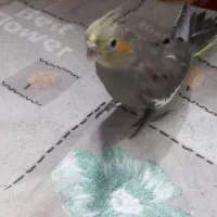 جوجه عروس هلندی|پرنده|مشهد, شهید قربانی|دیوار