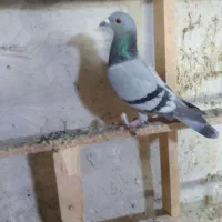 سبز گرفتنی|پرنده|اهواز, بهارستان|دیوار