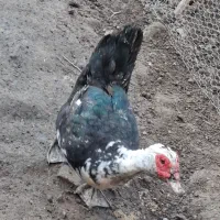 اردک خارجی نر دوعدد درشت