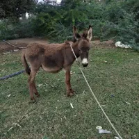 کره الاغ نر|حیوانات مزرعه|میناب, |دیوار