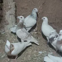 کفتر ده عدد|پرنده|سبزوار, شرق کال شمالی|دیوار