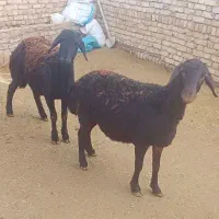 فروش دوراس قزل قزل ابستن