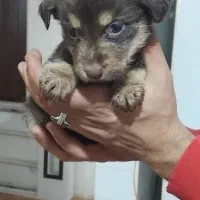 واگذاری پت هایه پاکوتاه ومینیاتوری|سگ|تهران, شهرک آپادانا|دیوار