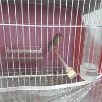 قناری نر و ماده|پرنده|نیشابور, منظر|دیوار