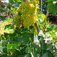 فروش باغ ۸۰۰ متری در رضوانشهر|فروش زمین و ملک کلنگی|اصفهان, باغ فردوس|دیوار