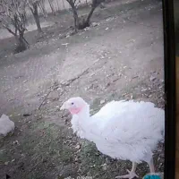 بوقلمون گوشتی بیوتی ۶ سنگین