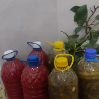 رب و خیار شور محلی