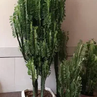 گل و کاکتوس