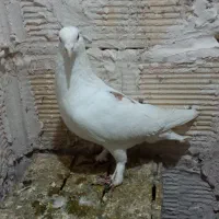 بوم|حیوانات|مشهد, شهرک شهید باهنر|دیوار