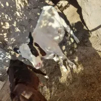 گوساله نر