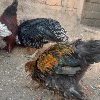 خروس نژاد برهما