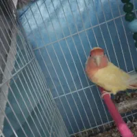 کوتوله برزیلی