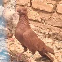 سرخ کاکل بی نظیر