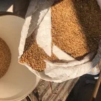 بذر گندم تکتاز