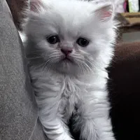 واگذاری گربه بیریتیش