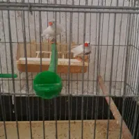 معاوضه با عروس هلندی دارم