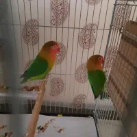 طوطی برزیلی جفت|پرنده|کرج, رجبآباد|دیوار